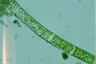 Microspora