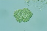 Botryococcus braunii