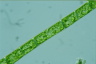 Microspora