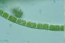 Microspora