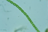 Microspora