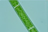 Spirogyra