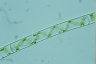 Spirogyra