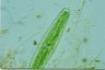 Closterium libellula