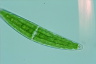 Closterium lanceolatum