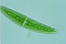 Closterium lanceolatum