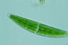 Closterium lanceolatum