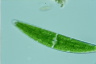 Closterium lanceolatum