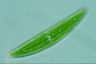 Closterium lanceolatum