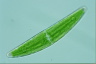 Closterium lanceolatum