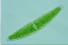 Closterium lanceolatum