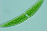 Closterium lanceolatum