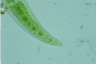 Closterium moniliferum