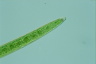 Closterium acerosum