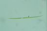 Closterium idiosporum