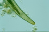 Closterium costatum