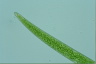 Closterium praelongum