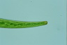 Closterium intermedium