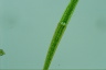 Closterium ralfsii