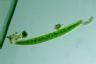 Closterium baillyanum