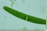 Closterium baillyanum