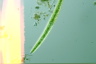 Closterium baillyanum