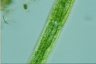 Closterium baillyanum