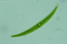 Closterium rostratum