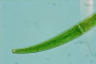 Closterium rostratum