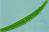 Closterium rostratum