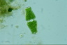 Euastrum ansatum