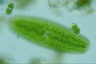 Netrium digitus