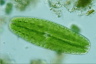 Netrium digitus