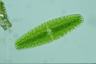 Netrium digitus