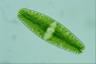 Netrium digitus