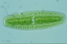 Netrium digitus