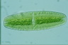 Netrium digitus