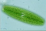 Netrium digitus