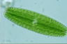 Netrium digitus