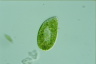 Paramecium bursaria