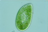 Paramecium bursaria