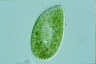 Paramecium bursaria