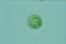 Acanthocystis turfacea