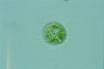 Acanthocystis turfacea