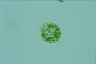 Acanthocystis turfacea