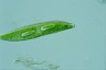 Euglena spirogyra