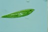 Euglena spirogyra