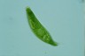 Euglena spirogyra