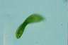 Euglena spirogyra