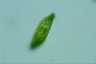 Euglena spirogyra